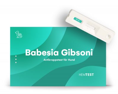 Babesia Gibsoni Antikroppstest för Hund