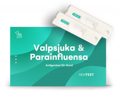 Valpsjuke- och Parainfluensavirus Antigen Test för Hund