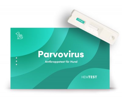 Parvovirus Hund